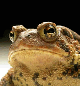 Grenouilles